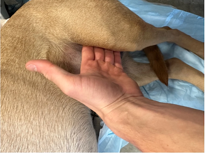 <p>femoral artery in the femoral triangle</p>