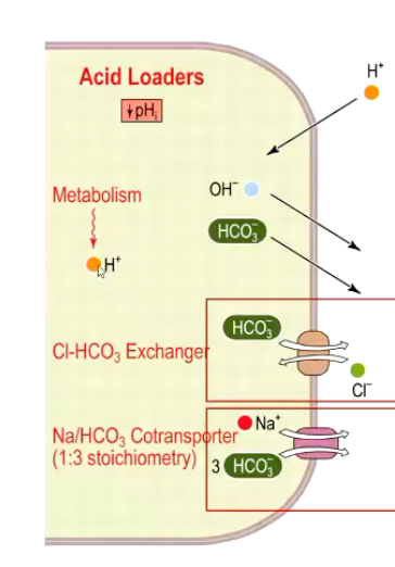 <ul><li><p><strong>Lowers intracellular pH (Net effect is increased intracellular H<sup>+ </sup>and decreased pHi)</strong></p></li><li><p>Exports bicarbonate → loss of base</p></li><li><p>Favors HCO<sub>3</sub><sup>-</sup> efflux</p></li></ul><p></p>