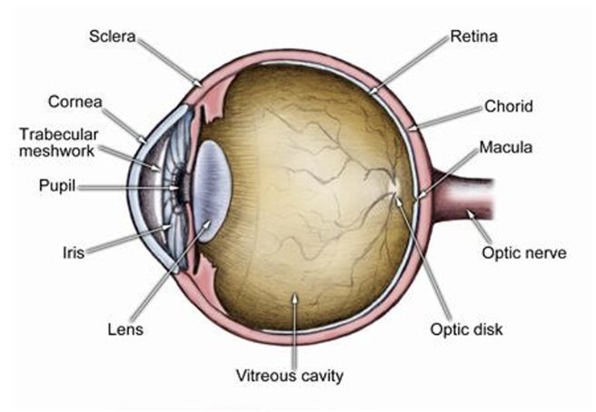 <p>Path of light in eye</p>
