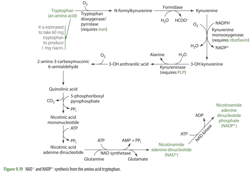 <p><span style="color: purple;">Formation of niacin from tryptophan requires PLP as a cofactor in rate limiting enzyme (kynureninase)</span></p>