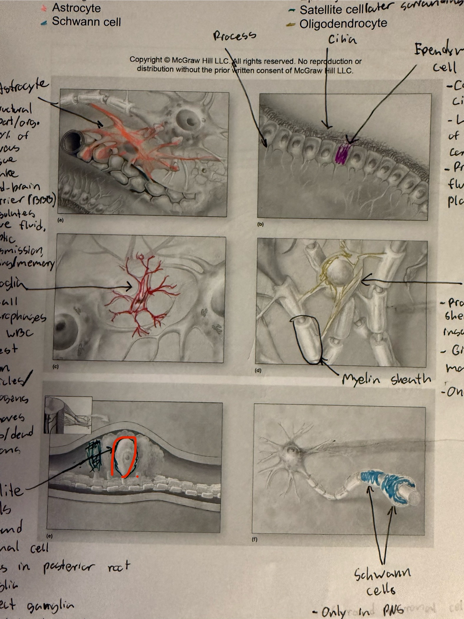 <ul><li><p>Glial cell</p></li><li><p>Surrounds neurons in posterior root ganglion </p></li><li><p>Regulate chemical environment </p></li></ul><p></p>