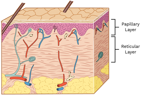 <p>Composed of dense irregular connective tissue, contains both collagen and elastic fibers, contains blood vessels, lymphatic vessels, nerve fibers, and accessory organs (hair follicles, sweat glands)</p>