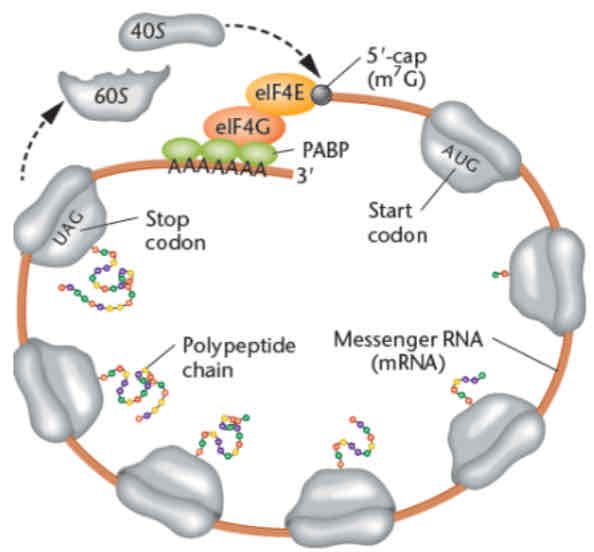 <p>closed-loop translation</p>