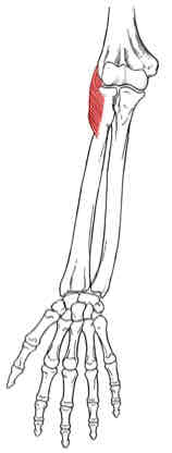 <p>Supinator</p>