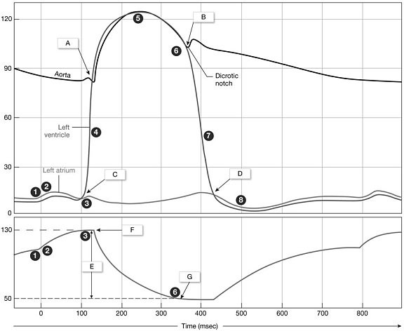 <p><span>What occurs at "A" on the graph?</span></p>