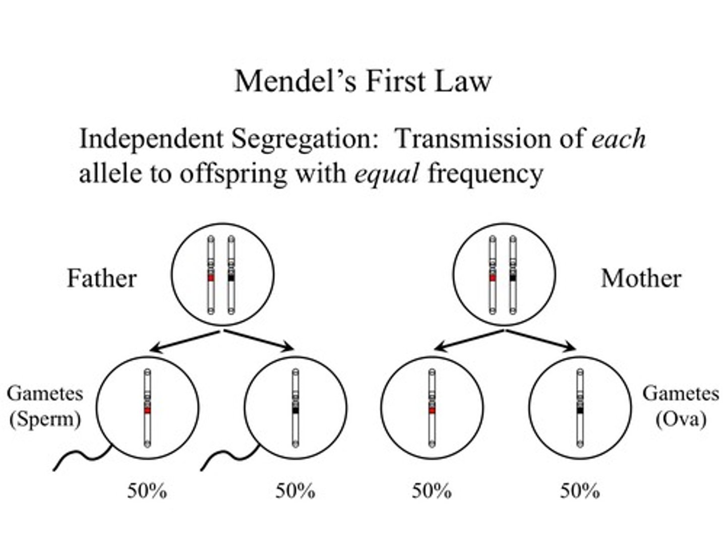 <p>first law of heredity stating that pairs of alleles for a trait separate when gametes are formed</p>