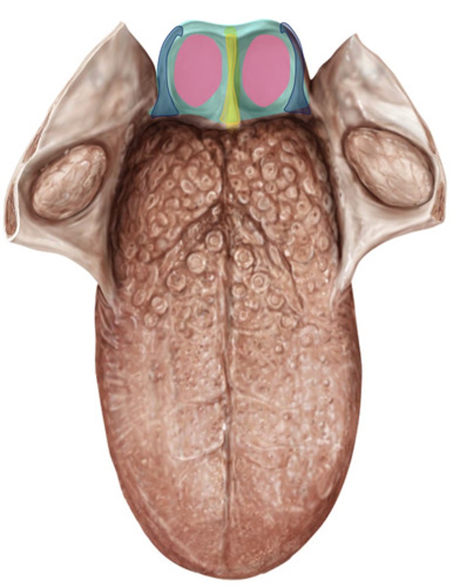 <p>- 2 lateral glossoepiglottis folds</p><p>- one median glossoepiglottic fold</p>