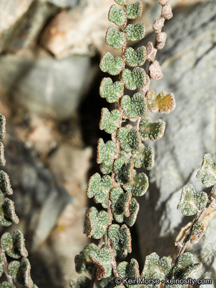 <p>Scaly cloak fern</p>