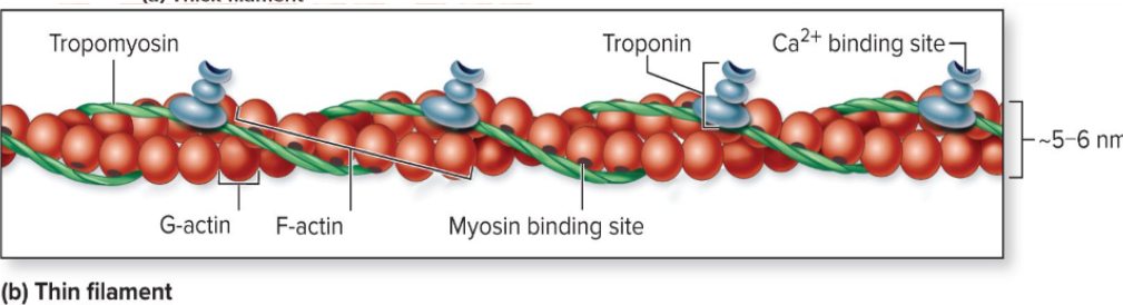 <p>: composed of fibrous protein actin<br>Actin is polypeptide made up of kidney-shaped G actin (globular) subunits<br>G actin subunits bears active sites for myosin head attachment during contraction<br>G actin subunits link together to form long, fibrous F actin (filamentous)<br>Two F actin strands twist together to form a thin filament<br>Tropomyosin and troponin: regulatory proteins bound to actin</p>