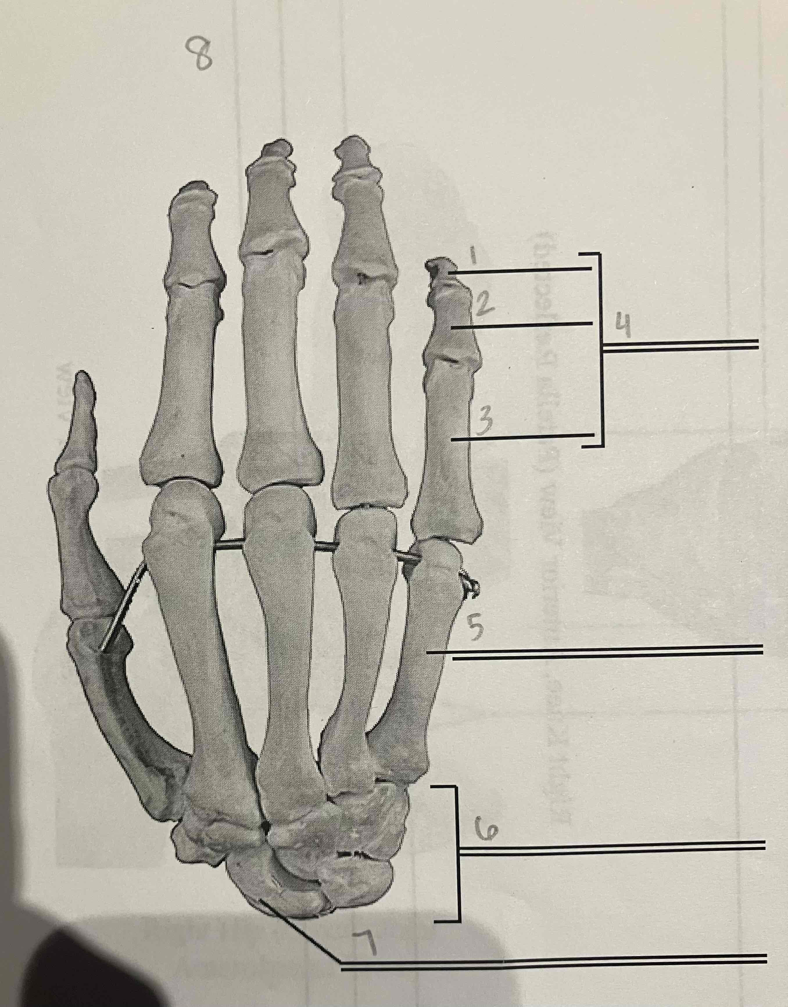 <p>8 (side, name, view of bone)</p>