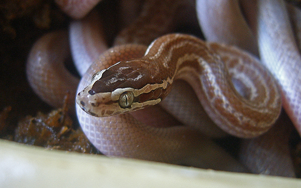 house snakes, sand snakes, stiletto snakes, and others (colubriodea)

\

1. extremely elongate, extend behind head into dorsal neck region
2. maxilla is greatly reduced and bears a pair of enormous hollow fangs
3. strikes with lateral and posterior stabbing motions of the head