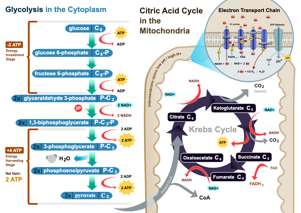 <ol><li><p>glycolysis + Pyruvate dehydrogenase - cytoplasm</p></li><li><p>TCA cycle → in mitochondria</p></li><li><p>ETC → inner mitochondrial membrane</p><p></p></li></ol><p></p>