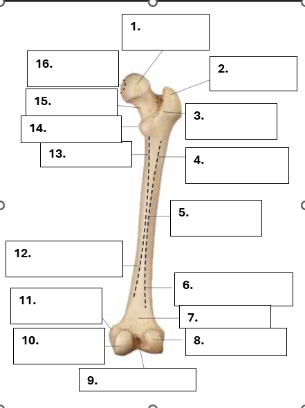 <p>Benoem de volgende onderdelen van de os femur</p>