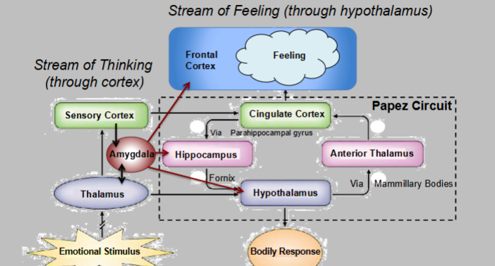 <p><span style="color: #fffcfc">Connectivity between Amygdala and higher order cortical areas are required for</span><span style="color: #fffcfc"><br></span><span style="color: #fffcfc">higher order processing of emotion and ultimately behavior</span></p>