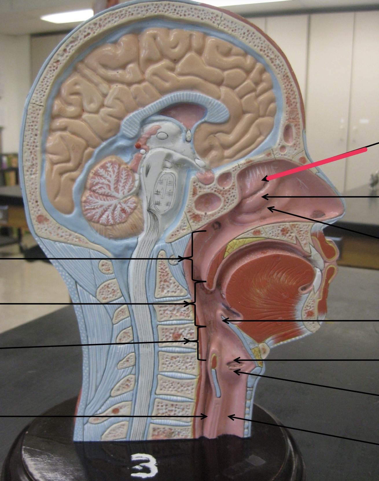 knowt flashcard image