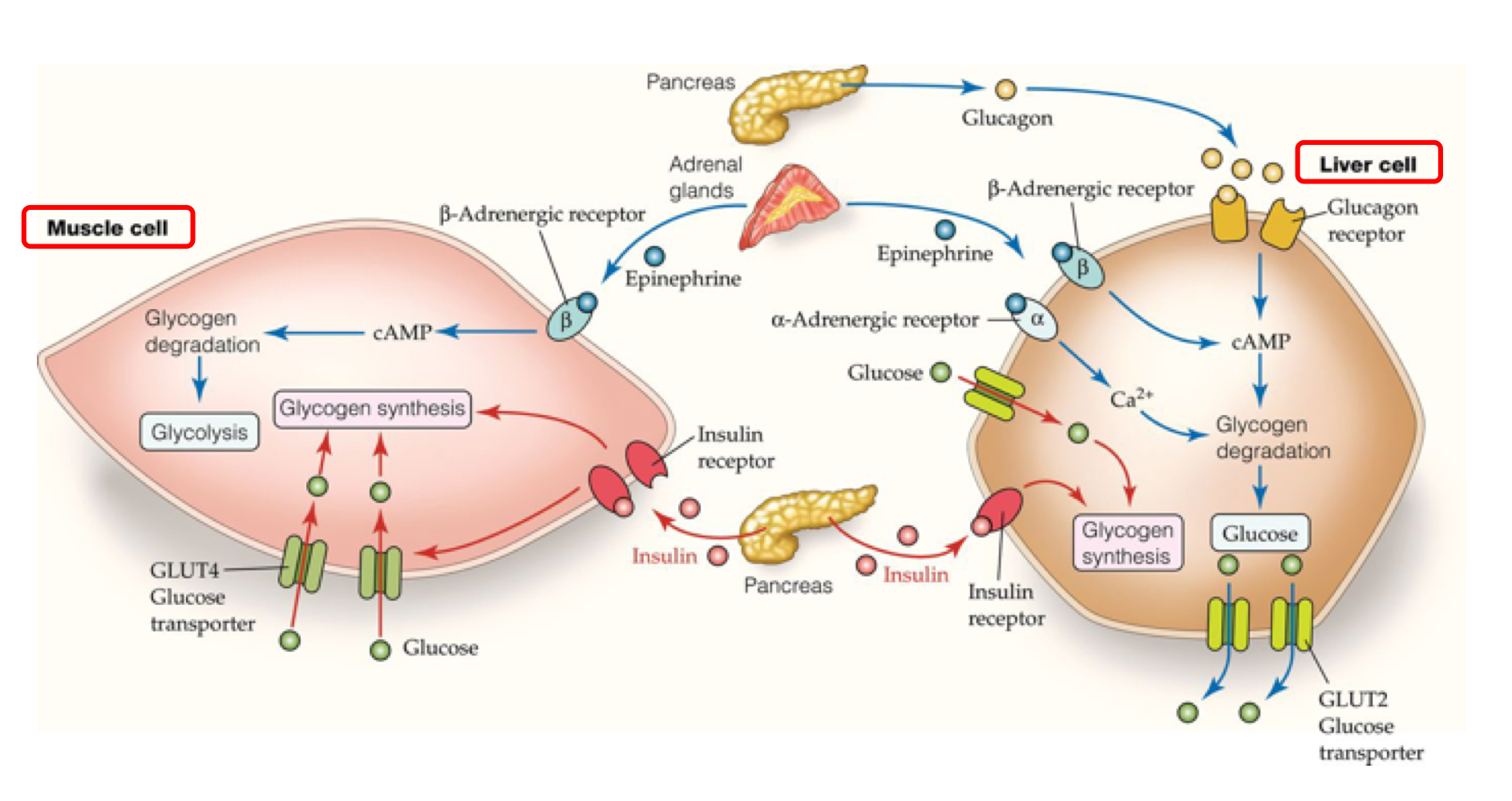 cAMP is used in both cells to activate glycogen degradation 

in muscle cells, insulin from the pancreas binding simultaneously activates glucose transporters and glycogen synthesis

in liver cells insulin binding only activates glycogen synthesis, not glucose transporters 

in muscle and liver cells, epinephrine binding to a β adrenergic receptor activates cAMP, causing glycogen degradation, causing glycolysis (in muscle) and creating glucose (in liver) 

in liver cells, glucagon from the pancreas binding activates cAMP

muscle cells consume energy, while liver cells are involved in glucose metabolism and shuffling

in liver cells, α adrenergic receptors increase Ca2+, signaling for glycogen degradation