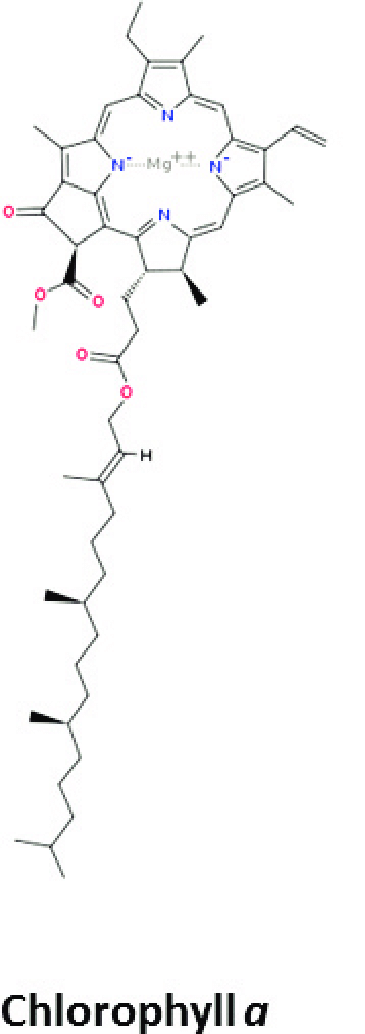 <p>tail projects into the thylakoid membrane and acts as an anchor, different chlorophylls have different side chains and that’s what modifies its absorption spectra, chlorophyll A is the most abundant.</p>