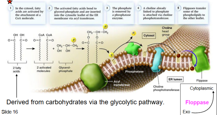 <ul><li><p>cytosol: fatty acids (FA) activated by attachment of CoA molecule → activated FA bonds to glycerol phosphate into ER membrane → phosphate removed by phosphate enzyme → choline is attached via choline phosphotransferase → flippases transfer phospholipid to leaflet</p><ul><li><p>flippases → phospholipid to inner leaflet membrane</p></li><li><p>floppases → phospholipids to outer leaflet membrane</p></li></ul></li></ul><p></p>