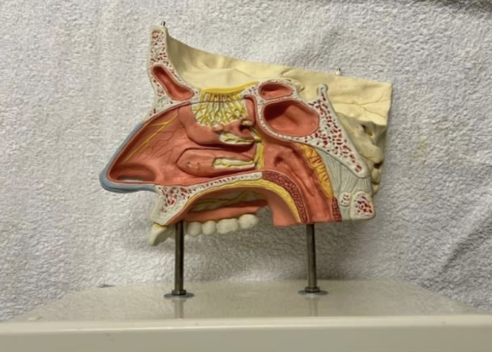 <p>Pathway of CNI</p>