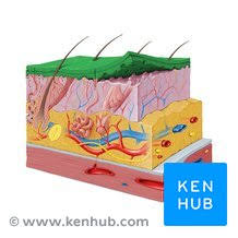 knowt flashcard image