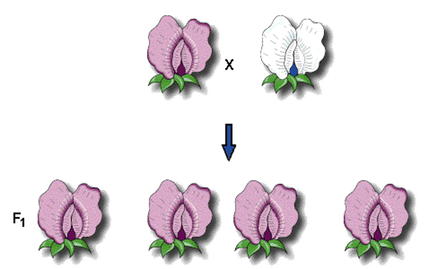 <p>Mendel's conclusion that some alleles are dominant and others are recessive and dominant alleles mask or cover up recessive alleles when present</p>