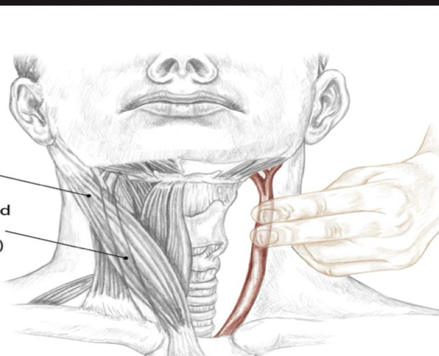 <p>Identify this structure and anatomical significance</p>