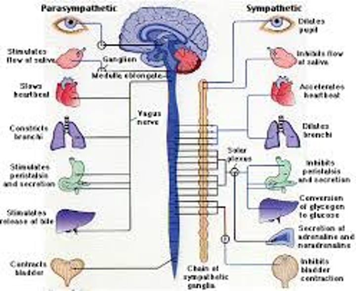 <p>the division of the autonomic nervous system that arouses the body, mobilizing its energy in stressful situations</p>