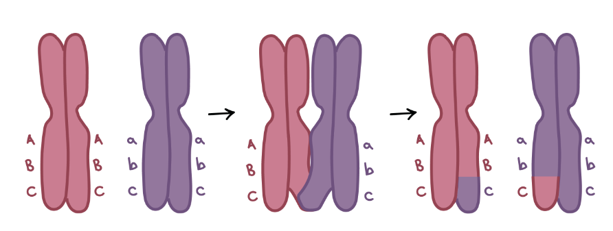 <p>Define Crossing Over</p>