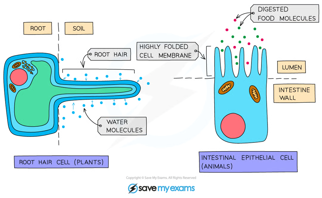 <ul><li><p>surface area = total area through which substances can diffuse</p></li><li><p>as a cell/organism increases in size, its ratio decreases</p></li><li><p>this means that less surface area is available for each unit of volume, so diffusion alone becomes less efficient at supplying cells with essential substances and removing waste products</p></li><li><p>to overcome this, larger organisms have evolved specialised exchange surface (alveoli in lungs/ villi in the small intestine) that increase s.a and often have thin walls and good blood supply to maintain steep conc. gradient for efficient diffusion</p></li><li><p>many organisms adapted for diffusion have increased s.a in some way- eg: root hair cells in plants (which absorb water and mineral ions) and cells lining the ileum in animals (which absorb the products of digestion)  </p></li></ul><p></p>