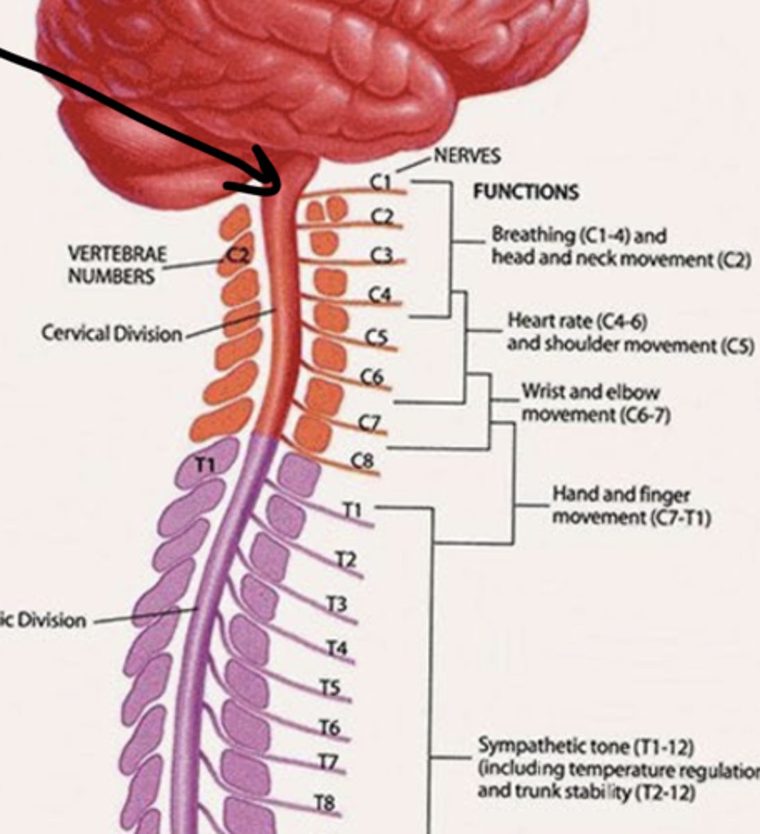 <p>C1 - C7</p>