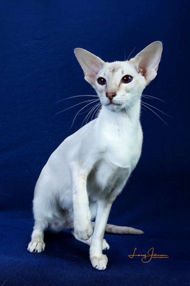 <p>what cat breed is this?</p>