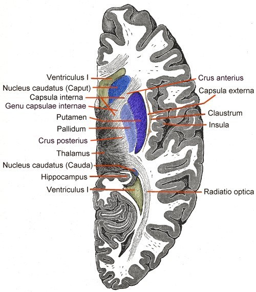 <p>project form cortex to connect to parts of brainstem pons/cerebellum</p>