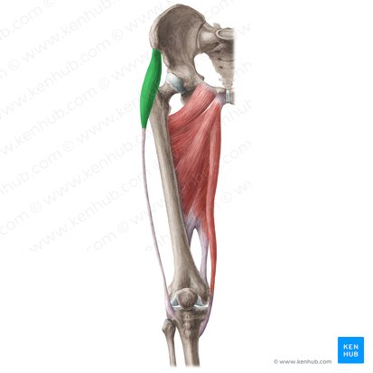 <p>flex, abduct and medially rotated the jip</p>