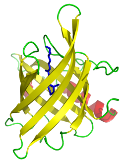 <p>Barrel form when last beta strands forms H-bonds with first strand </p>