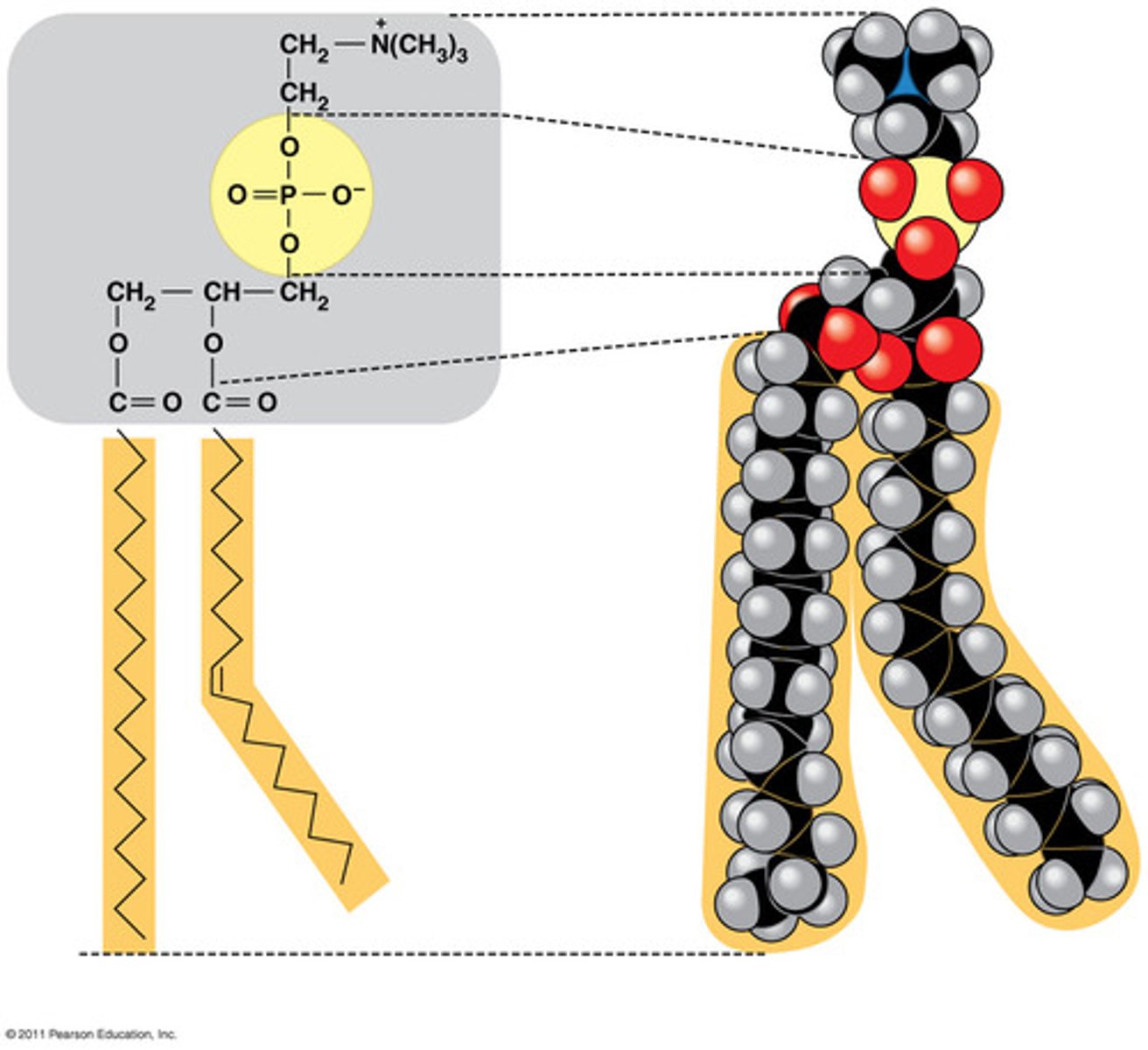 <p>a lipid that contains phosphorus and that is a structural component in cell membranes; has a hydrophilic polar "head" and 2 hydrophobic "tails" (fatty acid chains)</p>