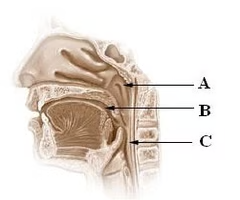 <p>pharynx divided into these three regions </p>