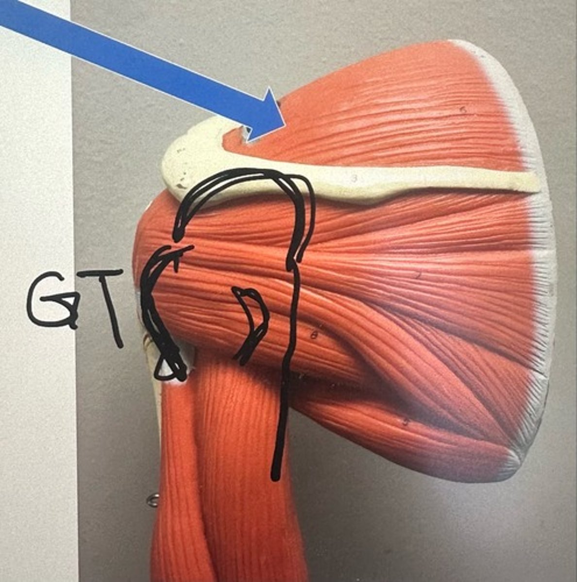 <p>What are the (2) attachments of the Supraspinatus?</p>
