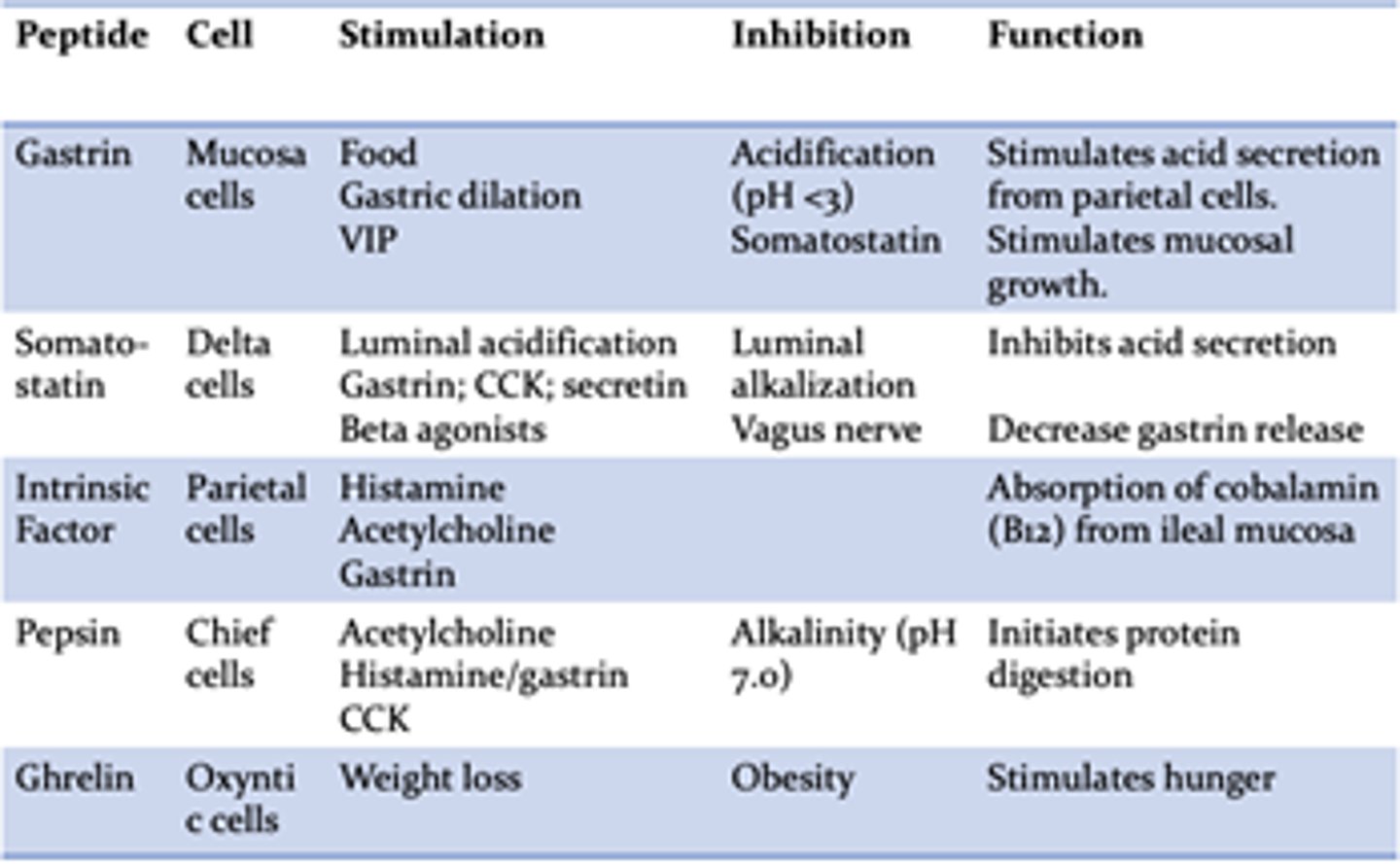 <p>Parietal cells (basement membrane)</p>