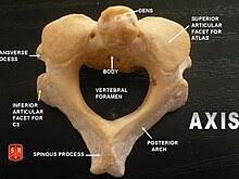 <p>C2 the axis. the primary weight-bearing bone of the upper cervical region. it helps the atlas in rotation.</p>