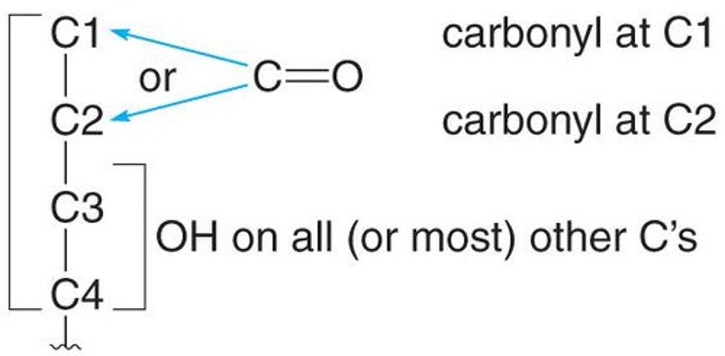 <p>The simplest form of carbohydrates, consisting of single sugar units.</p>