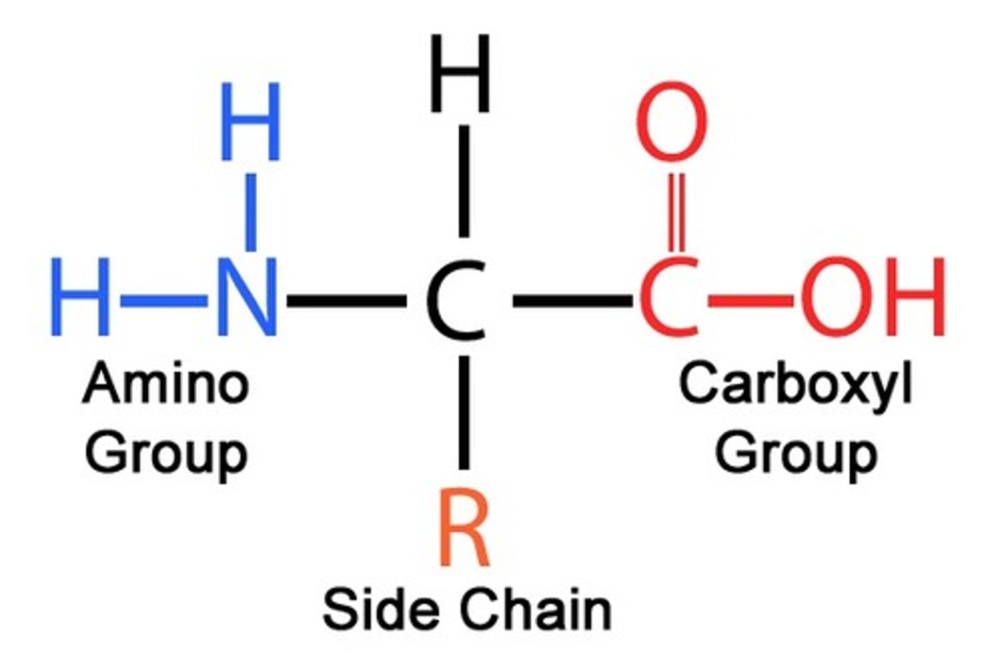 <p>Each amino acid has the same “peptide backbone” structure made of the​</p><p>1. Amine Group​</p><p>2. Carboxyl Group​</p><p>3. A hydrogen​</p>