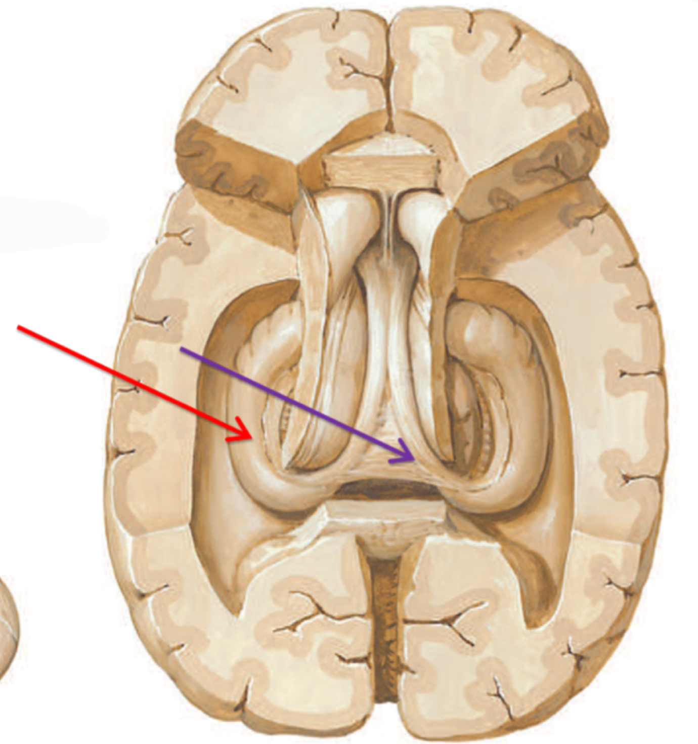 <p>What structure is highlighted in purple? </p>