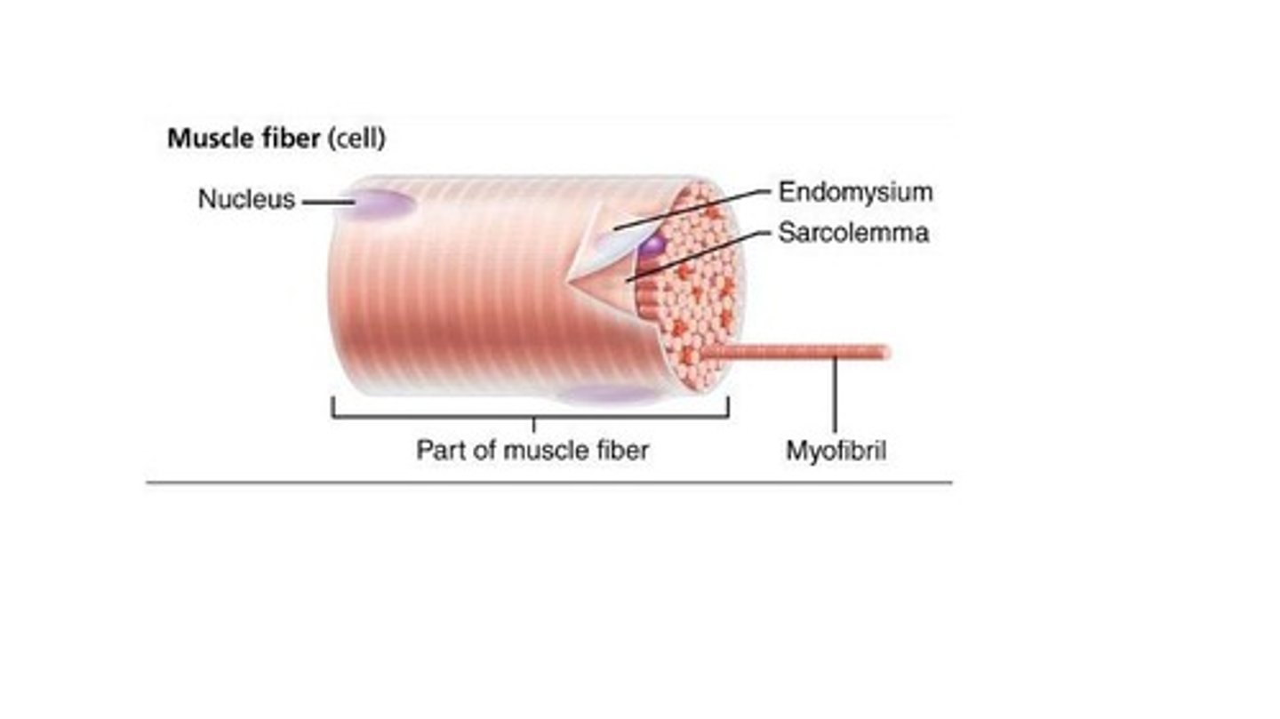 <p>Endomysium</p>