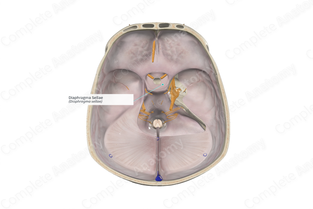 <p>Closes off pituitary gland</p>