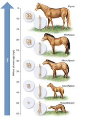-smallest possible scale
-a change in allele frequencies in a population over generations 
-population genetics
