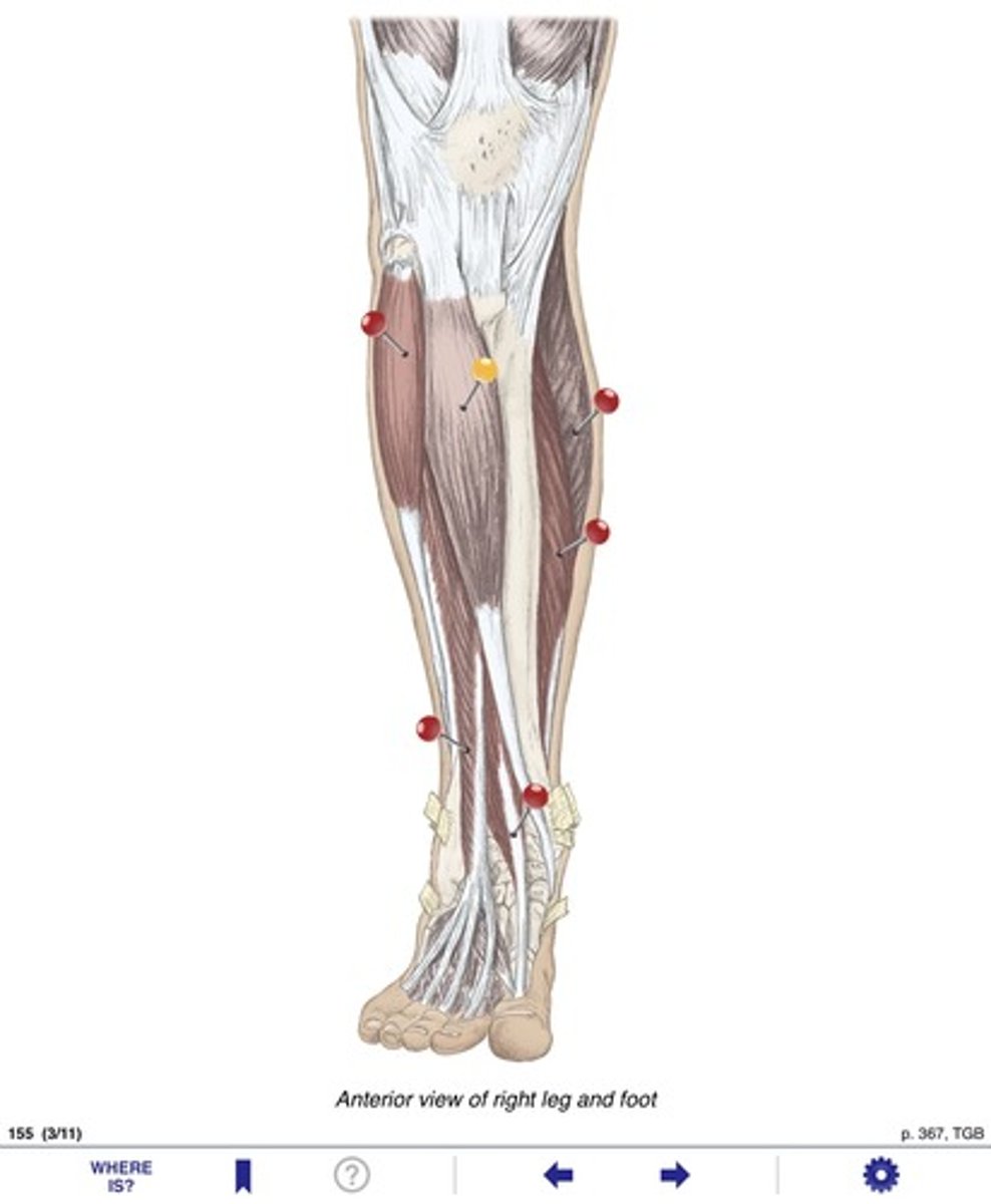 <p>Name the muscles at the yellow pin</p>