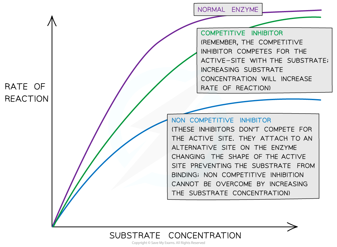 <p>When an inhibitor is bound, the substrate cannot enter, so the enzyme cannot catalyze the reaction. This reduces enzyme activity because fewer substrates can bind, and there is a slower reaction rate. </p><p>However, increasing the substrate concentration can boost enzyme activity because it leads to more active enzymes and fewer inhibitors that can bind. The higher substrate concentration increases the likelihood of substrates entering active sites and the reduced chance for inhibitors to bind. </p>