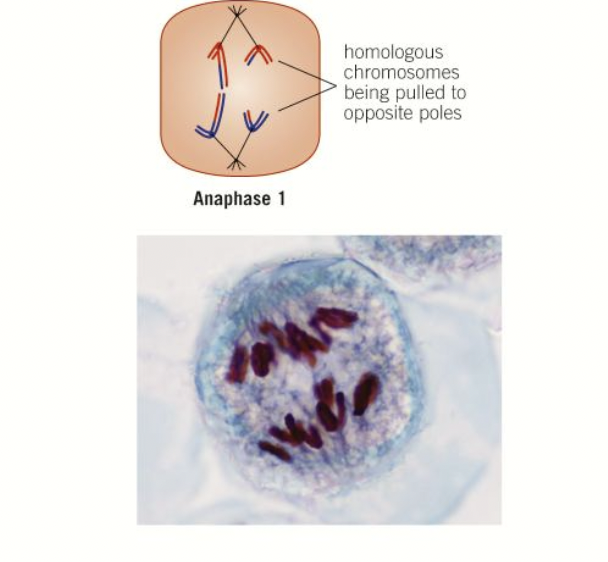 <ol><li><p>homologous chromosomes are pulled to the opposite poles and the chromatids stay joined to each other</p></li><li><p>sections of DNA on sister chromatids which became entangled during crossing over, now break off and rejoin- sometimes resulting in an exchange of DNA- the points at which the chromatids break and rejoin are called chiasmata.</p></li><li><p>when exchange occurs this forms recombinant chromatids - with genes being exchanged- the new combination of alleles gives rise to genetic variation - sister chromatids no longer identical </p></li></ol>