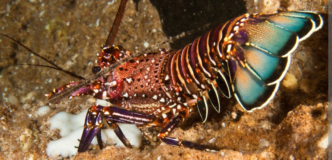 <p>Palinuridae family</p><p class="has-focus">carnivorous omnivore that feeds on a variety of marine life, including mollusks, crustaceans, and echinoderms, and sometimes small fish</p><p class="has-focus">light pink to reddish antennae and blue tail segments which are marked with distinct white bands in between the darker segments. The legs are a solid dark color</p>