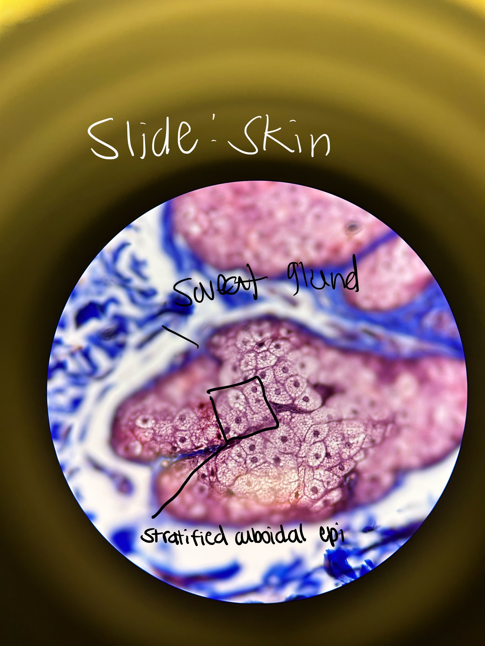 <p>Where would you find Stratified Cuboidal Epi. and what does it do?</p>